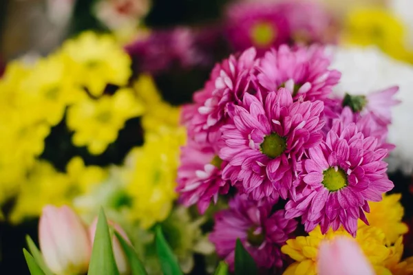 Pink and yellow gerbera daisies — Stock Photo, Image