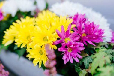 Sarı ve mor gerbera