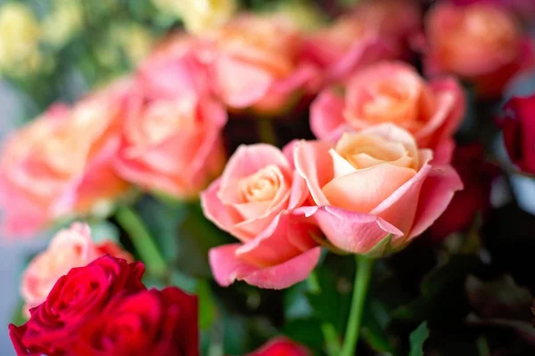 Beautiful pastel pink roses — Stock Photo, Image