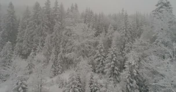 Árboles Nevados Durante Tiempo Brumoso Las Montañas — Vídeos de Stock