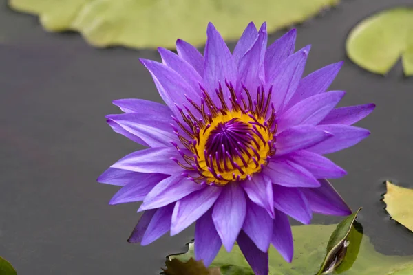 Blue and orange water lily, Nymphaeaceae