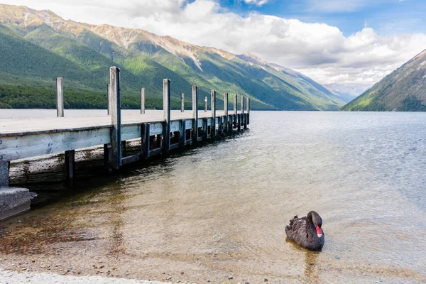 Czarne łabędzie i kaczki na jezioro Rotoiti — Zdjęcie stockowe