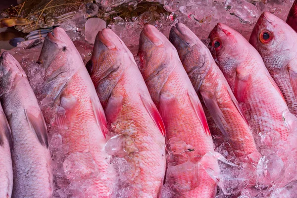 Poisson vivaneau rouge sur la glace — Photo