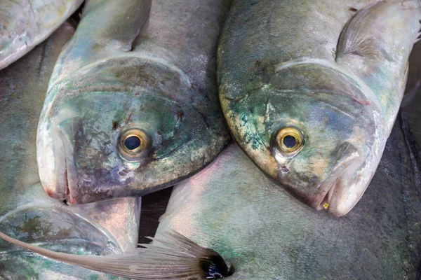 Poisson vivaneau rouge sur la glace — Photo