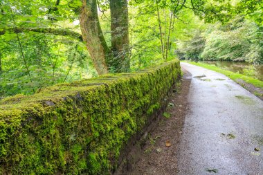 Taş duvarda büyüyen towpath ve yeşil yosun