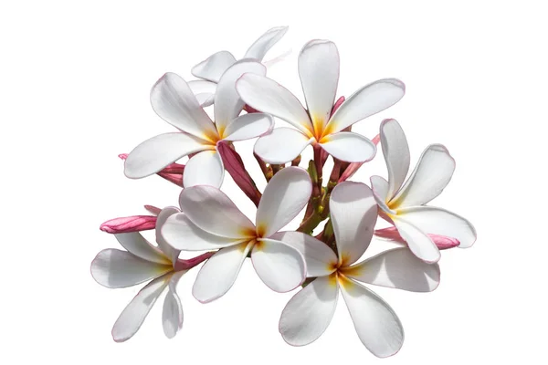 Λευκά λουλούδια Frangipani, Πλουμέρια — Φωτογραφία Αρχείου