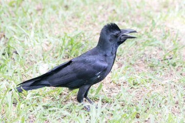 Orman karga (Corvus macrorhynchos)