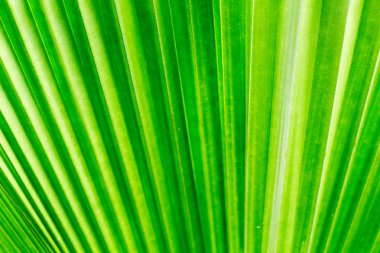 palmiye yaprağı arka plan