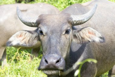 Su aygırı (Bubalus bubalis) Phuket, Tayland