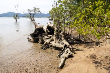 Mangrov ağaç, Chalong Bay, Phuket, Tayland