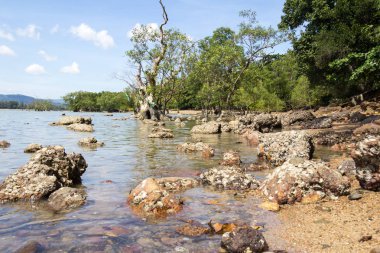 Mangrov ağaç, Chalong Bay, Phuket, Tayland