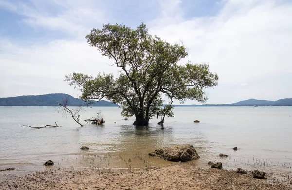 Mangrowe tree, zatoki Chalong, Phuket, Tajlandia — Zdjęcie stockowe