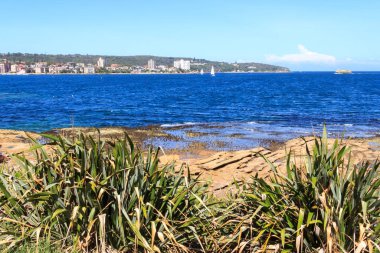 bitkiler tarafından shore 