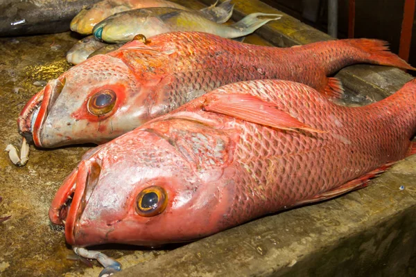 Poisson-vivaneau rouge sur un bloc de poissonniers — Photo