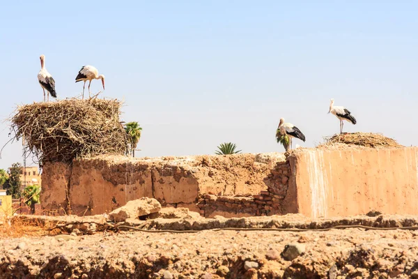 Ooievaars nestelen in het El Badi paleis — Stockfoto