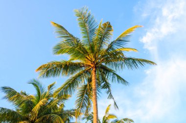Güneşli bir günde, Phuket, Tayland 'da mavi gökyüzüne karşı palmiye ağacı