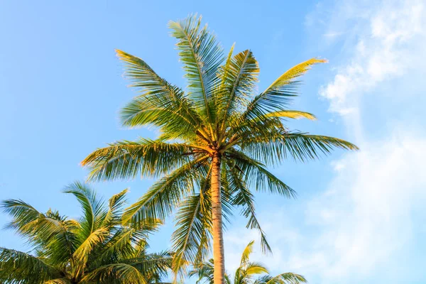 Palm Tree Blue Sky Sunny Day Phuket Thailand — Stock Photo, Image