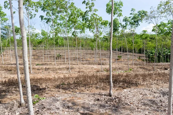 Young Rubber Tree Plantation Phuket Thailand — Stock Photo, Image