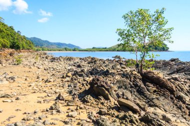 Koh Yao Yai, Phuket, Tayland sahillerinde kayalıklarda yetişen ağaç.