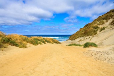 Sandfly Körfezi'ndeki kum tepeleri, Otago Yarımadası, Güney Adası, Yeni Zelanda