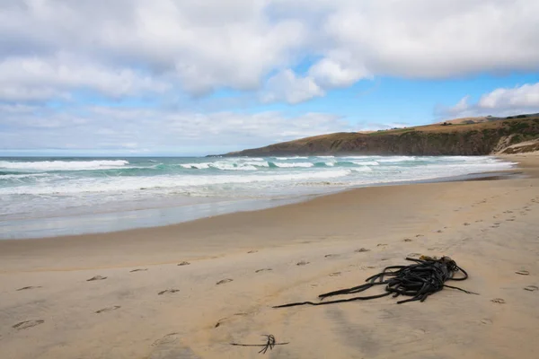 Chaluhy Pláži Sandfly Bay Poloostrov Otago Jižní Ostrov Nový Zéland — Stock fotografie