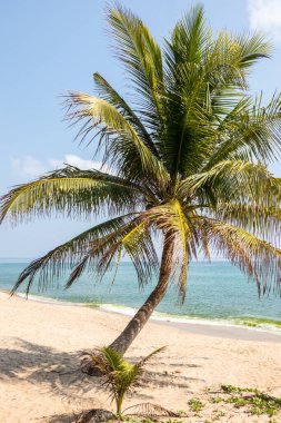 Chumphon, Tayland 'da palmiye ağaçları olan tropik bir sahil.