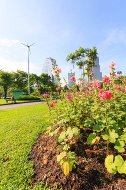Lumphini Park, Bangkok, Tayland 'da çiçek tarhı