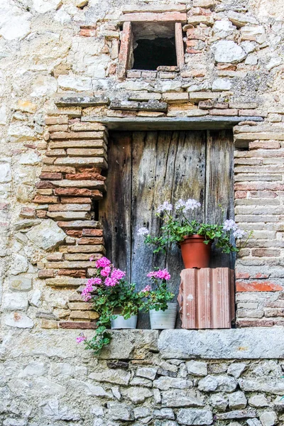 Flores Salaj Lácio Itália — Fotografia de Stock