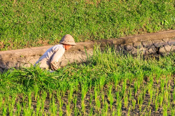 Bali Indonesia Julio 2011 Una Mujer Trabaja Los Campos Arroz —  Fotos de Stock