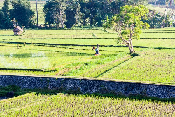 View Rice Fields Bali Indonesia — Stock Photo, Image