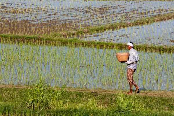 Bali Indonesia July 6Th 2011 Man Carrying Basket Rice Fields — Stock Photo, Image