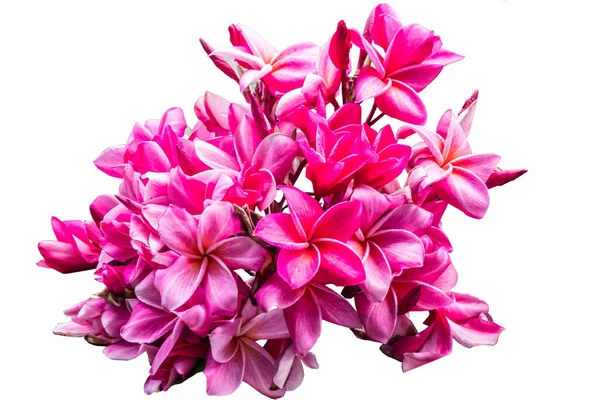 Güzel Plumeria Frangipani Beyaz Arka Planda Izole Edilmiş Pembe Çiçek — Stok fotoğraf