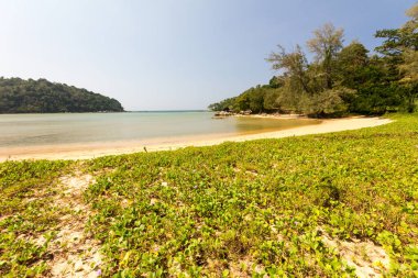Ipomoea çiçeği ya da Plaj sabahı zaferi, Layan plajı, Phuket, Tayland