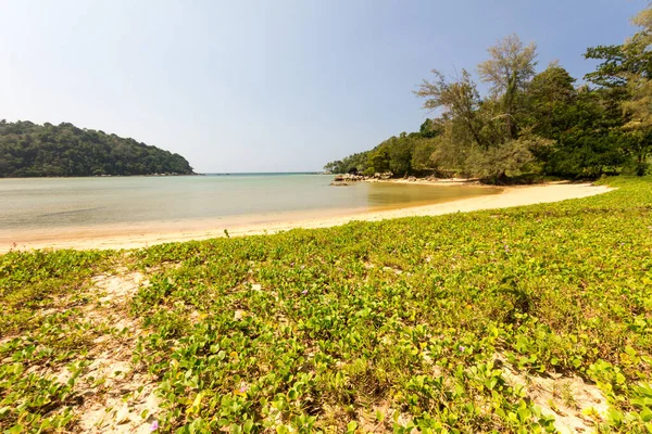 Bunga Ipomoea Atau Kebanggaan Pagi Pantai Pantai Layan Phuket Thailand — Stok Foto