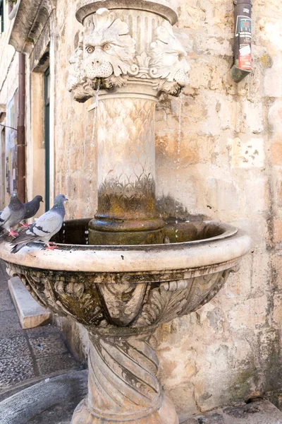 Tauben Trinken Aus Einem Brunnen Alten Dubrovnik Kroatien — Stockfoto