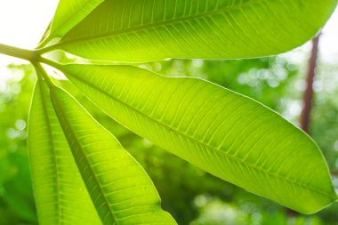 Yeşil yaprak ışık