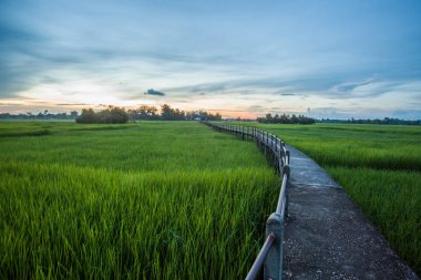 Paddy alan günbatımı zamanı akşam içinde