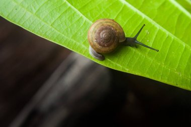 küçük salyangoz üzerinde yaprak yeşil
