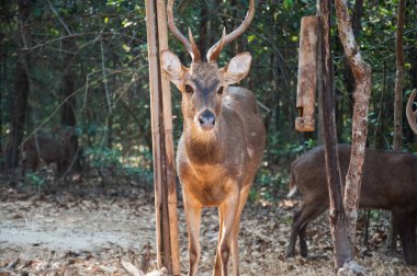 ormandaki küçük genç geyik