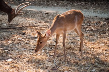 ormandaki küçük genç geyik
