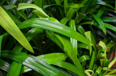 Pandan yaprakları / tatlı bir koku yaprak