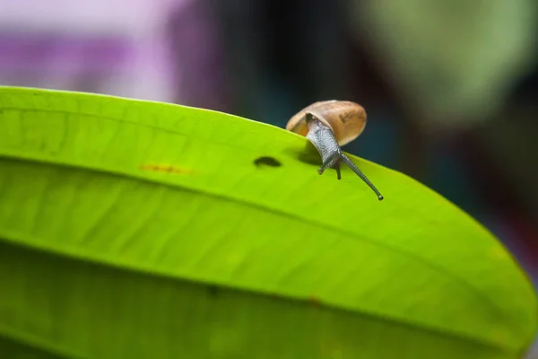 Pequeño caracol sobre hoja verde — Foto de Stock