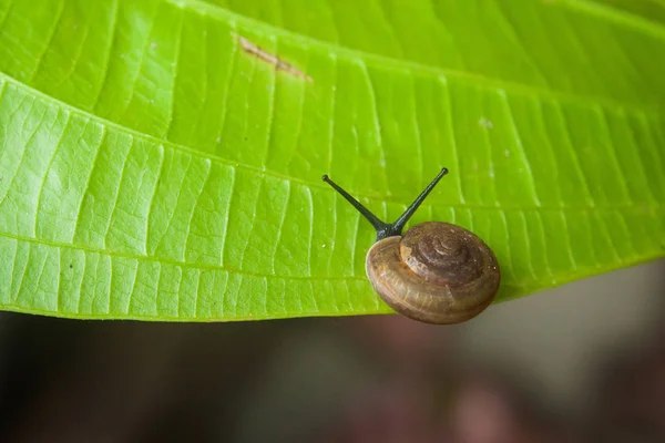 Little snail on green leaf — Stock Photo, Image