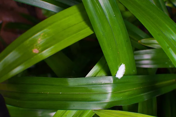 Pandan levelek / édes illata levél — Stock Fotó