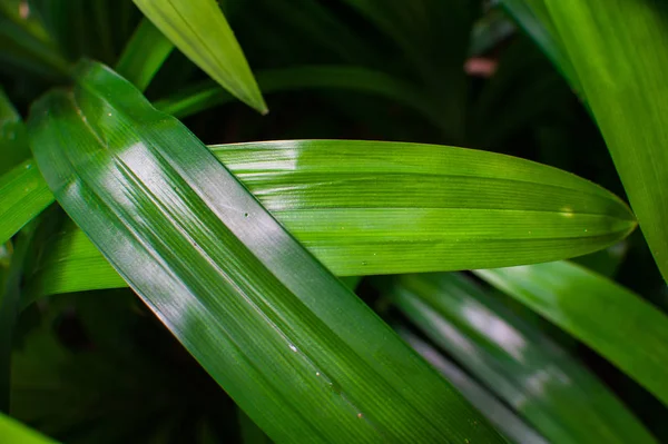 Pandan levelek / édes illata levél — Stock Fotó