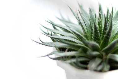 Ev bitkisi. Lezzetli. yeşil çiçek yakın plan.