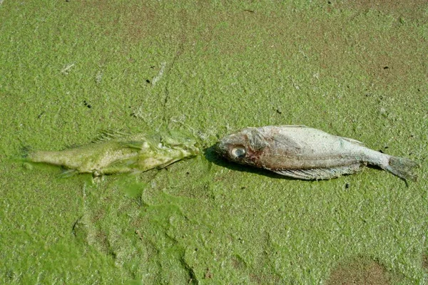 environmental pollution. dead fish in green slime