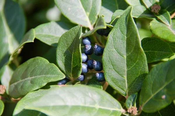 blue berries in green leaves