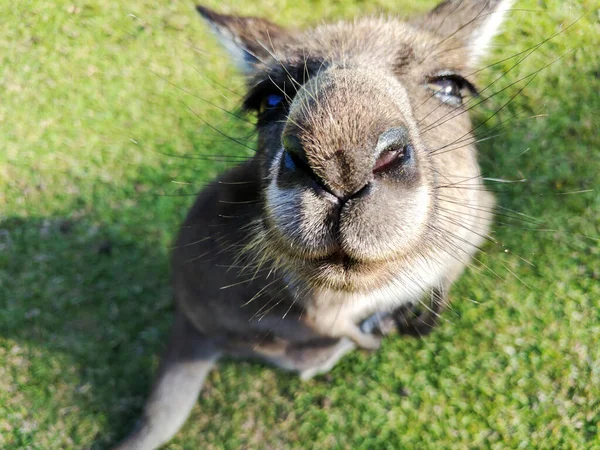 大きなカンガルーの鼻を閉じる カメラの中をまっすぐ見つめているカンガルーの肖像画 — ストック写真