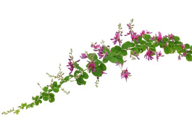 Bush yonca, lespedeza bicolor, Japonca yonca, hagi
